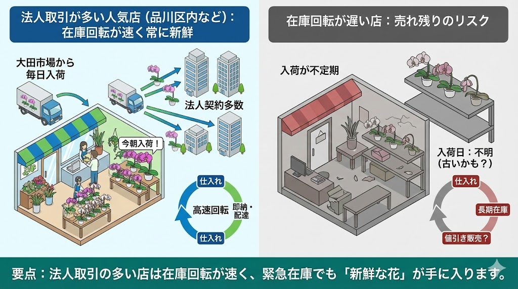 法人取引が多く在庫回転率の高い生花店に並ぶ、市場から入荷したばかりの新鮮な胡蝶蘭