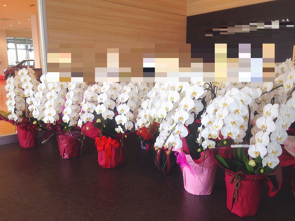 品川区内企業の移転祝いに納品した胡蝶蘭の画像