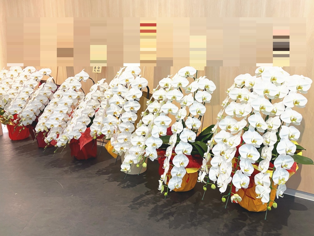 品川区内クリニックの開業祝いに納品した胡蝶蘭の画像