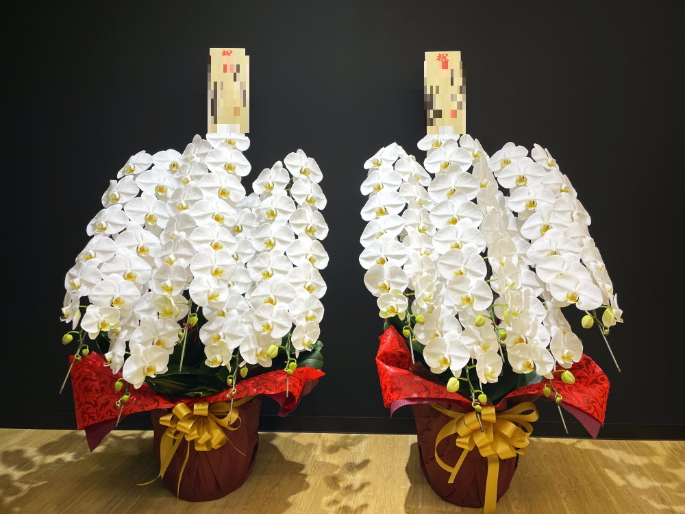 品川区内大手企業役員の就任祝いに納品した胡蝶蘭5本立ちの画像