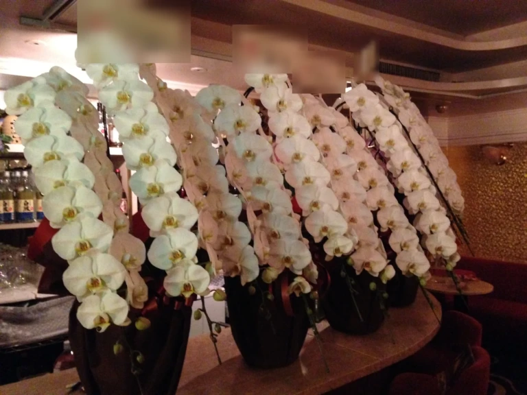 胡蝶蘭 白 3本立を飲食店にお届けした様子（誕生日祝い）
