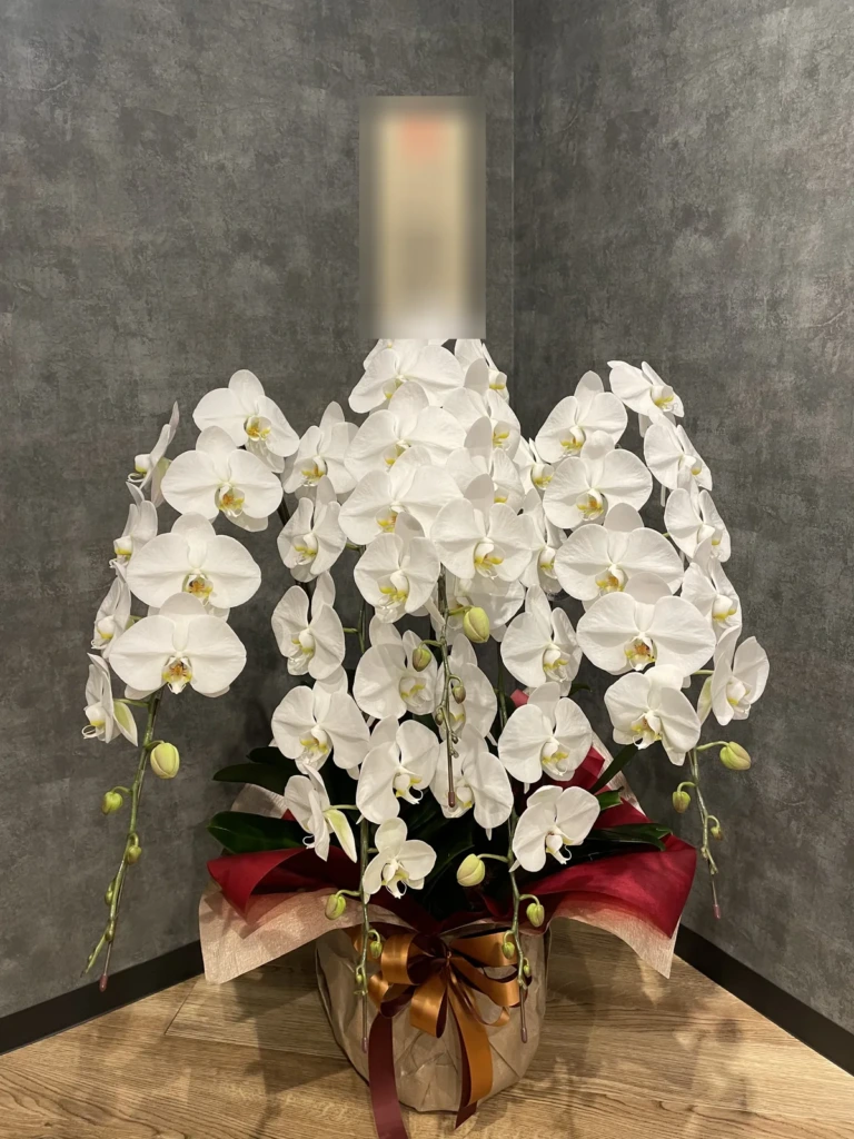 胡蝶蘭 白 5本立を目黒区東山にお届けした様子（お祝い）