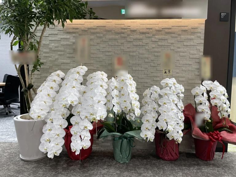 胡蝶蘭 白 3本立（ミドルクラス）を港区虎ノ門のオフィスの受付にお届けした様子（お祝い）