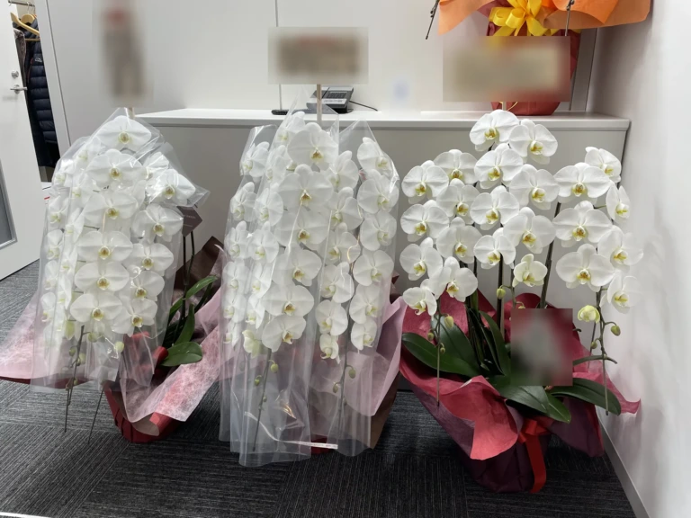 胡蝶蘭 白 3本立（ミドルクラス）を港区虎ノ門のオフィスにお届けした様子（本社移転祝い）
