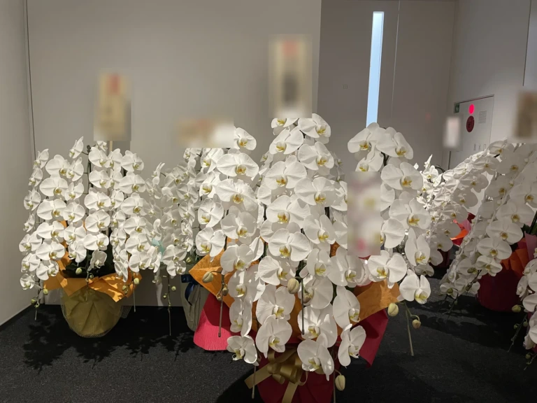 胡蝶蘭 白 5本立を中央区日本橋小伝馬町にお届けした様子（お祝い）