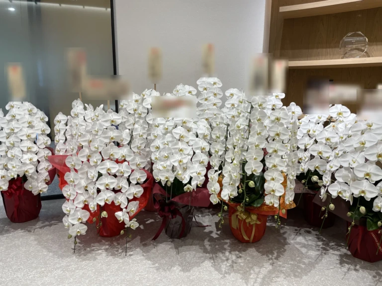 胡蝶蘭 白 3本立（ミドルクラス）を港区港南にお届けした様子（事務所移転祝い）