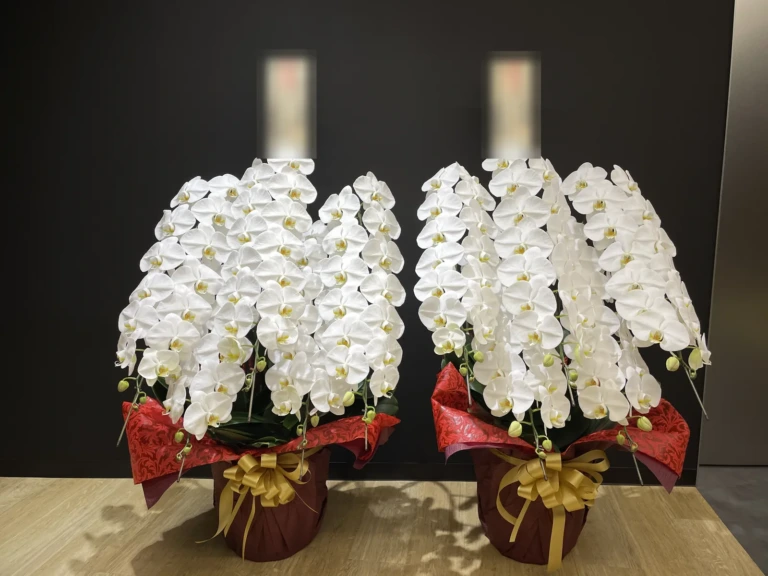 胡蝶蘭 白 5本立（2鉢）をハイブランドディーラー本社にお届けした様子（就任祝い）