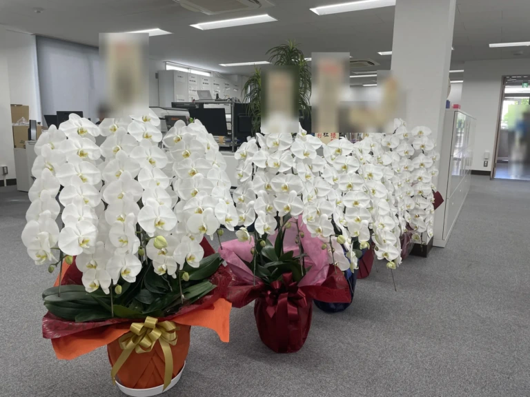 胡蝶蘭 白 5本立を大田区本羽田のオフィスにお届けした様子（移転祝い）