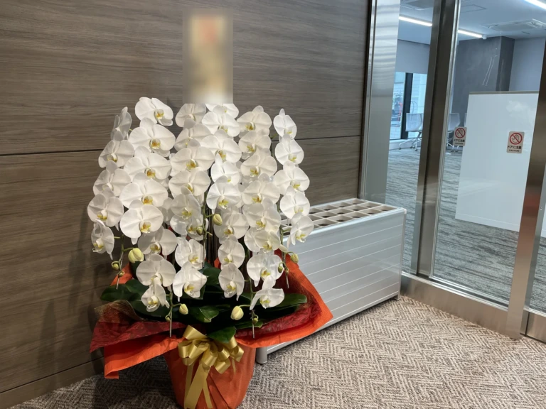 胡蝶蘭 白 5本立をオフィスにお届けした様子（新社屋竣工祝い）