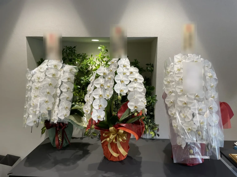胡蝶蘭 白 3本立（ミドルクラス）を品川区南大井のオフィスにお届けした様子（移転祝い）