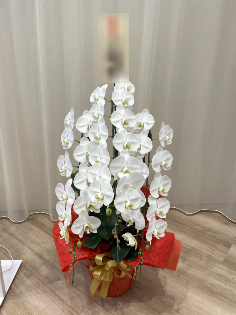 胡蝶蘭 白 3本立（ハイクラス・2鉢）を品川区西五反田のオフィスの受付にお届けした様子（移転祝い）