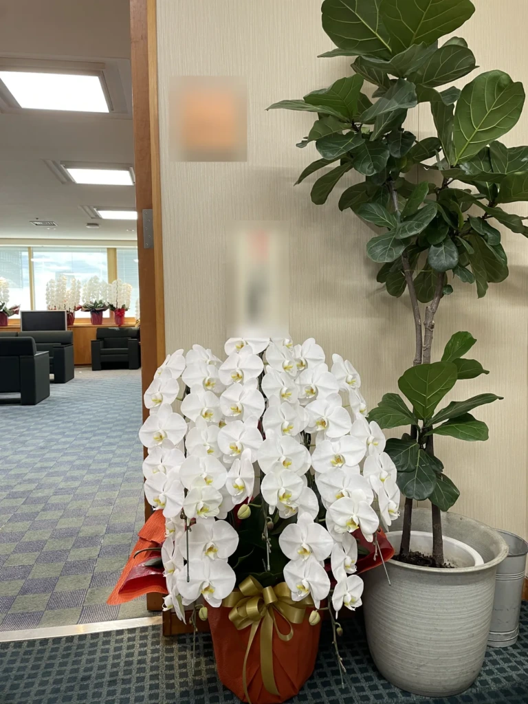 胡蝶蘭 白 5本立を千代田区永田町の議員会館にお届けした様子（大臣就任祝い）