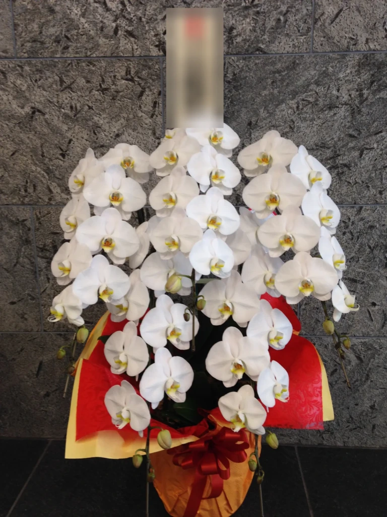胡蝶蘭 白 5本立をオフィスビルのエントランスにお届けした様子（お祝い）