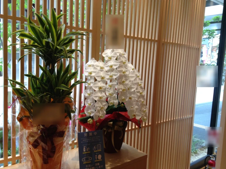 胡蝶蘭 白 3本立を店舗にお届けした様子（お祝い）