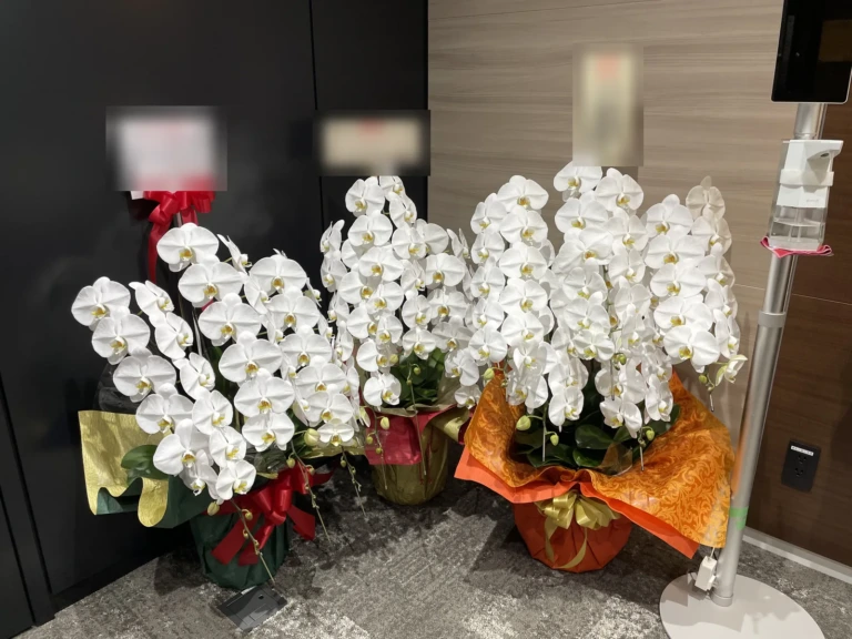 胡蝶蘭 白 5本立を港区浜松町のオフィスにお届けした様子（本社移転祝い）