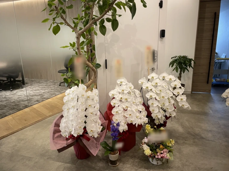 胡蝶蘭 白 3本立（ハイクラス）を港区芝にお届けした様子（10周年祝い）
