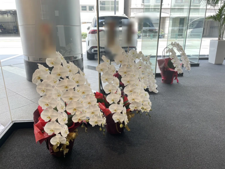 胡蝶蘭 白 3本立をオフィスビルのロビーにお届けした様子（就任祝い）