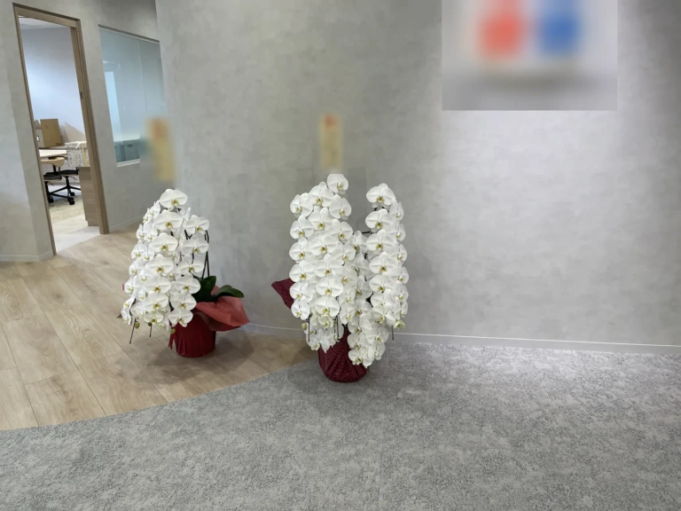 胡蝶蘭 白 3本立（ミドルクラス）を港区赤坂のオフィスの受付にお届けした様子（移転祝い）