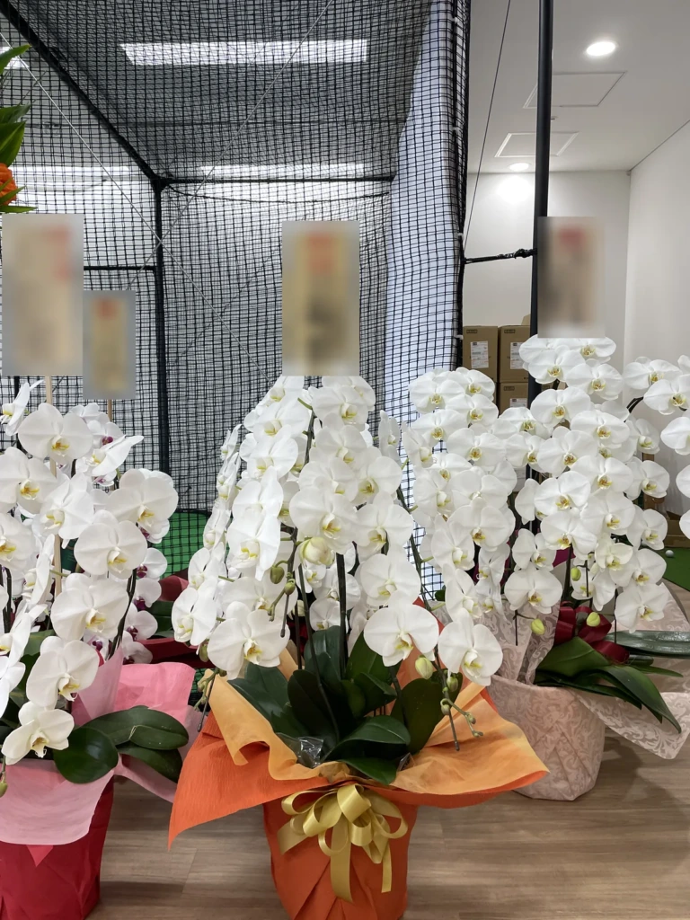 胡蝶蘭 白 3本立（ミドルクラス）を港区芝浦にお届けした様子（上場祝い）