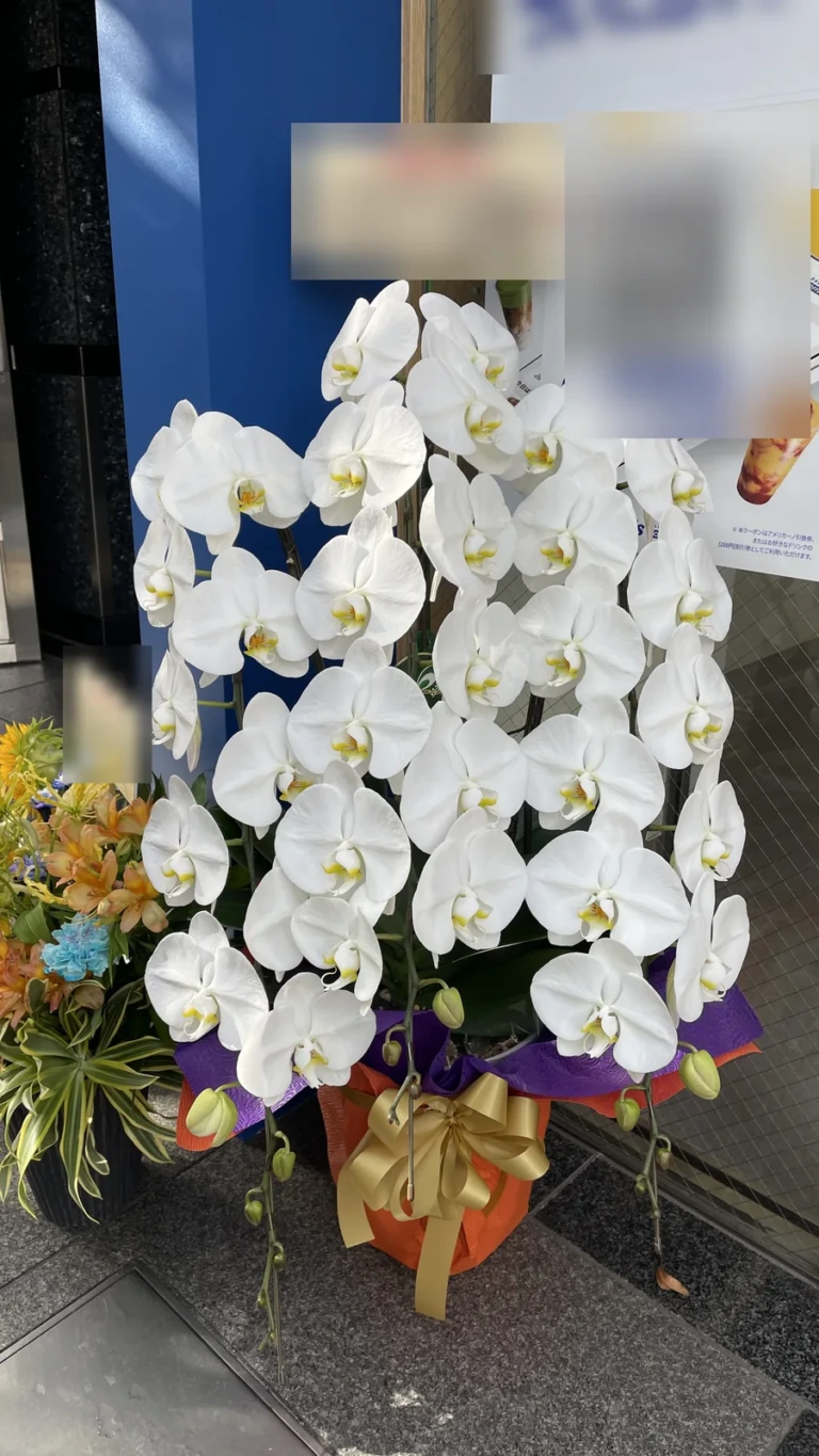 胡蝶蘭 白 3本立（35輪以上）を港区新橋の店舗にお届けした様子（開店祝い）
